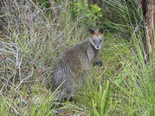 A wallaby we came across 